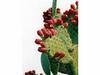 メキシコの郊外で咲いていたノパル（うちわサボテン）の赤い実