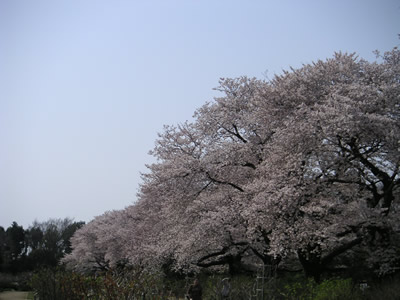 桜