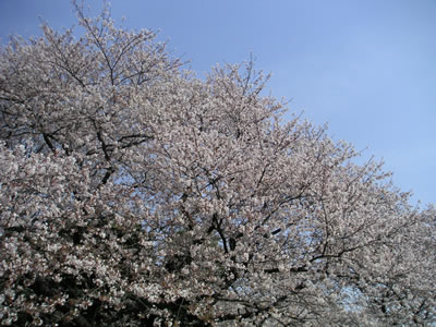 桜