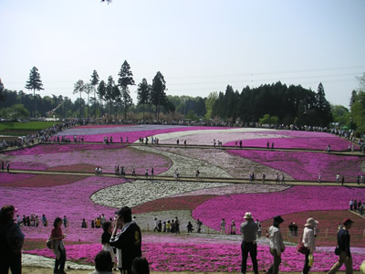 羊山公園・芝桜13