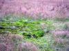 弓池園地の苔のカーペット4・草津白根山