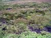 弓池園地の苔のカーペット3・草津白根山
