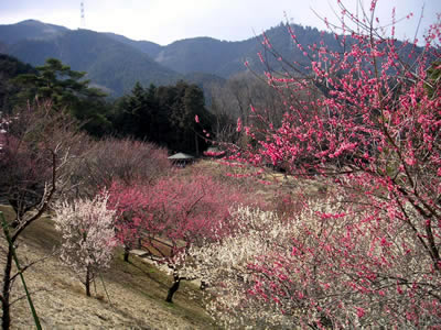 梅47・青梅市 梅の公園