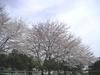 彩の森入間公園の桜1
