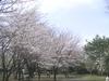 彩の森入間公園の桜3