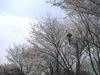 彩の森入間公園の桜4