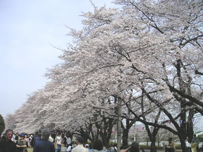 稲荷山公園の桜2