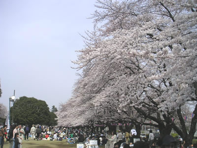 稲荷山公園の桜3