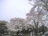 稲荷山公園の桜6