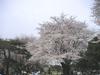 稲荷山公園の桜7
