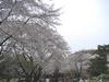 稲荷山公園の桜9