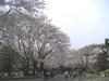 稲荷山公園の桜10