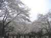 稲荷山公園の桜11