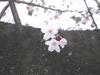 稲荷山公園の桜12
